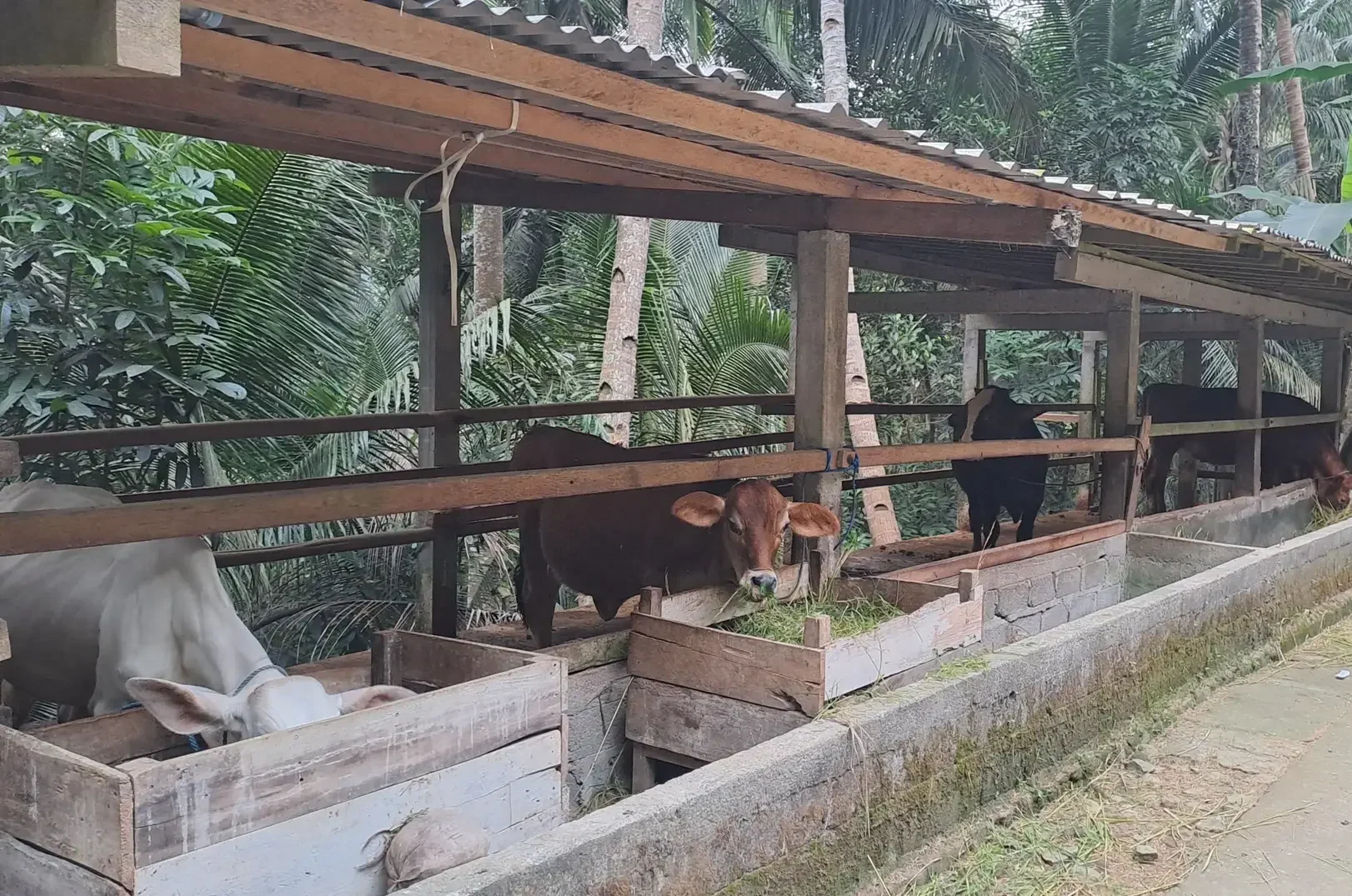 Peternakan Sapi Rumahan