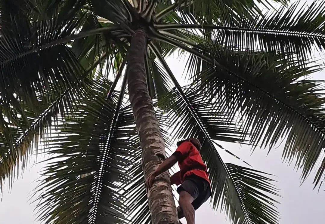 Penderes Gula Kelapa